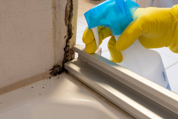 Best Mold Damage Repair  in Bartow, FL