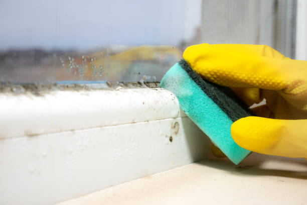 Best Crawl Space Mold Removal  in Bartow, FL