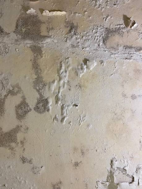 Professional Mold Removal in Bartow, FL