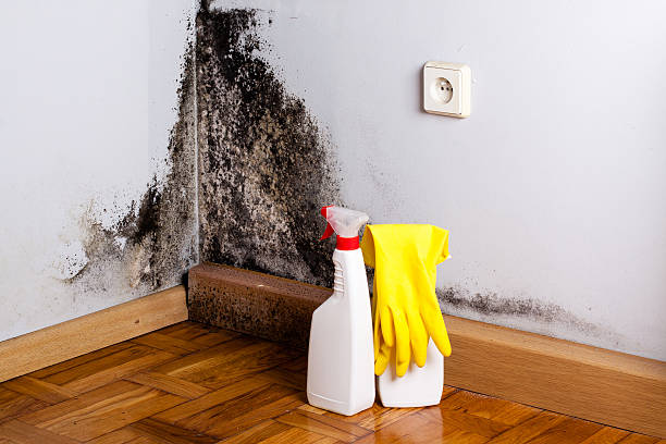 Certified Mold Removal in Bartow, FL