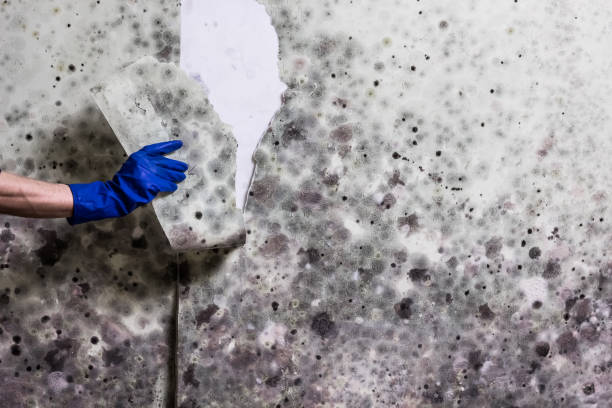Best Black Mold Removal  in Bartow, FL